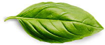 Our Source Basil Leaf